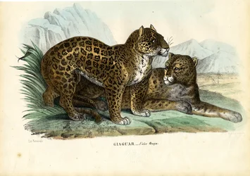 Jaguar, 1863-79